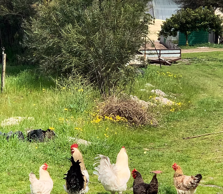 Sandown Nursery Family Business
