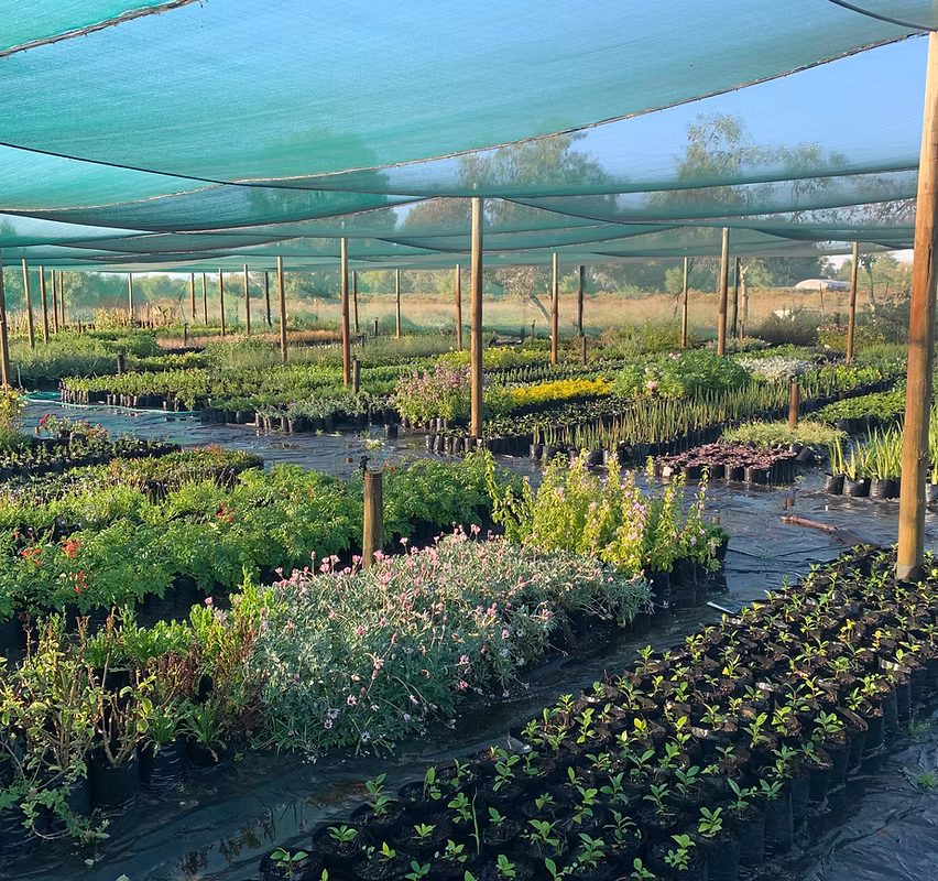 Sandown Nursery Plants